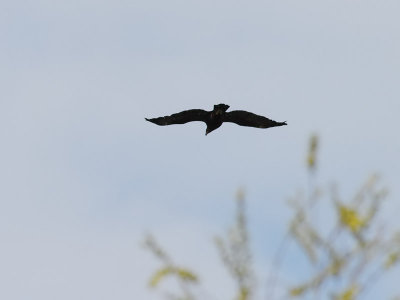 Strre skrikrn Greater Spotted  Eagle Aquila clanga