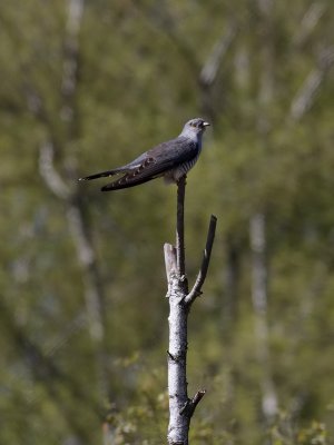 Gök Cuckoo Cuculus canorus