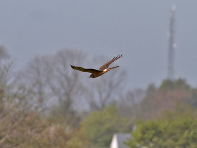 Stpphk Pallid Harrier Circus macrourus