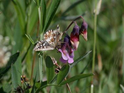 Smultronvisslare  Grizzled Skipper  Pyrgus malvae