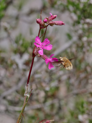 Prickvingad svvfluga  Bombylius medius 