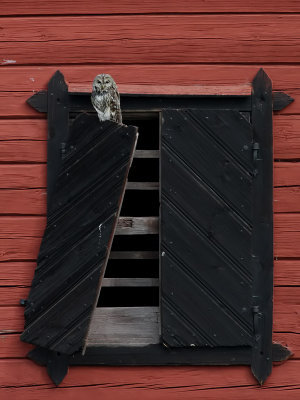 Kattuggla  Tawny Owl  Strix aluco