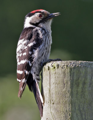 Mindre hackspett  Dendrocopos minor   Lesser Spotted Woodpecker