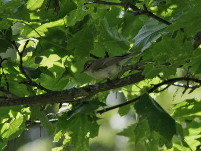 Lundsngare   Greenish Warbler  Phylloscopus trochiloides