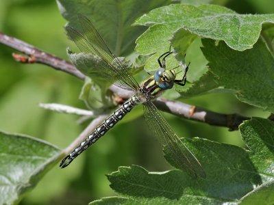 Tidig mosaikslnda  Brachytron pratense  Hairy Hawker/Dragonfly