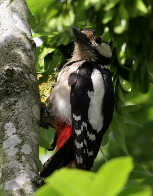 Strre hackspett<br> 	Dendrocopos major<br> Great Spotted Woodpecker