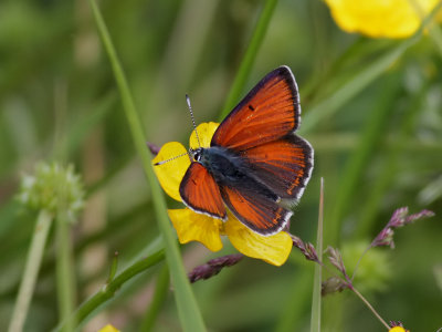 Violettkantad guldvinge Purple Edged Copper Lycaena hippothoe