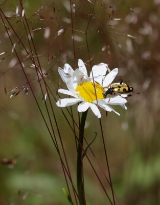 Flckig blombock  Spotted Longhorn  Rutpela maculata
