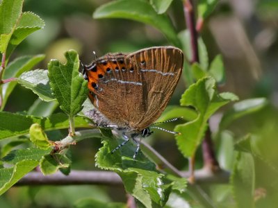 Busksnabbvinge  Black Hairstreak  Satyrium pruni  