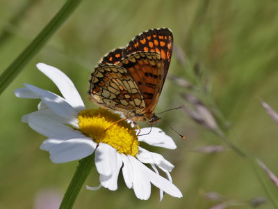 Skogsntfjril Heath Fritillary Melitaea athalia