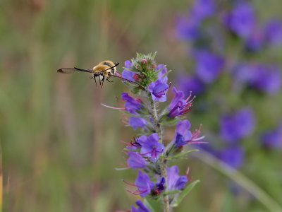 Svvfluglik dagsvrmare  Narrow-bordered Bee Hawkmoth   Hemaris tityus