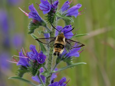 Svvfluglik dagsvrmare - Narrow-bordered Bee Hawkmoth (Hemaris tityus)