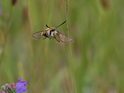 Svvfluglik dagsvrmare  Narrow-bordered Bee Hawkmoth   Hemaris tityus