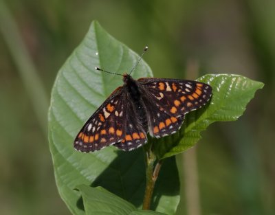 Askntfjril  Scarce Fritillary  Euphydryas maturna