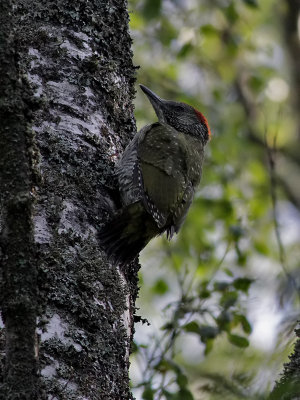 Grngling  Green Woodpecker  Picus viridis 