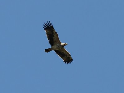 KejsarrnImperial Eagle Aquila heliaca