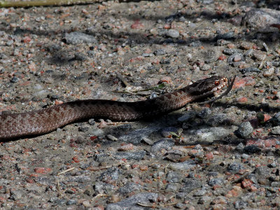 Huggorm  Common European viper   Vipera berus