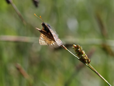Vddntfjril - Marsh fritillary (Euphydryas aurinia)