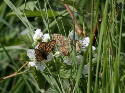 Vddntfjril  Marsh fritillary  Euphydryas aurinia