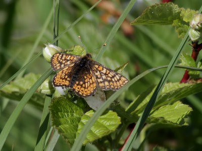 Vddntfjril  Marsh fritillary  Euphydryas aurinia