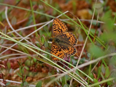 Svartringlad prlemorfjril  Bog Fritillary  Boloria eunomia  