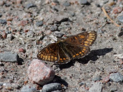 Skogsntfjril Heath Fritillary Melitaea athalia