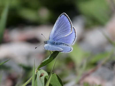 Klverblvinge <br>  Green-underside Blue <br> Glaucopsyche alexis