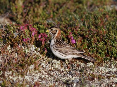 Lappsparv Lapland Longspur Calcarius lapponicus