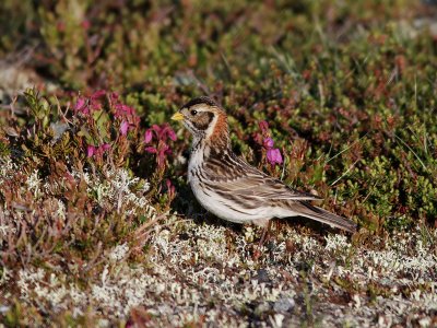 Lappsparv  Lapland Longspur  Calcarius lapponicus