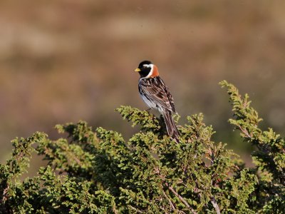 Lappsparv <br> Lapland Longspur <br> Calcarius lapponicus