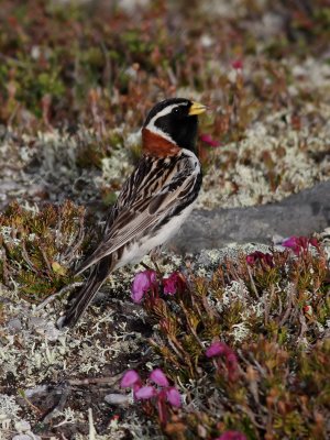 Lappsparv  Lapland Longspur  Calcarius lapponicus