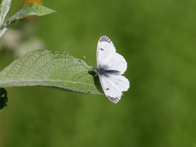 Aurorafjäril Orange Tip Anthocharis cardamines