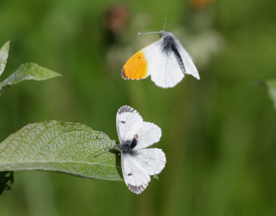 Aurorafjril  Orange Tip  Anthocharis cardamines