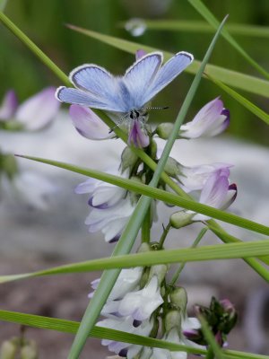  Fjllvickerblvinge <br> Alpine blue <br> Albulina orbitulus