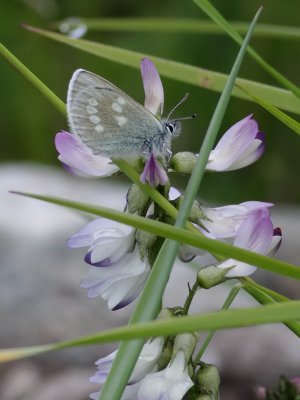  Fjllvickerblvinge  Alpine blue  Albulina orbitulus