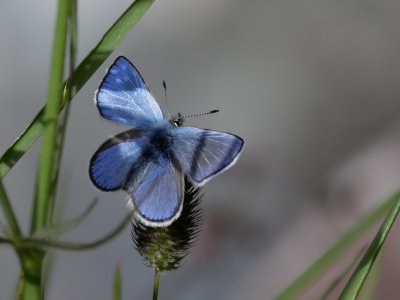  Fjllvickerblvinge - Alpine blue (Albulina orbitulus)