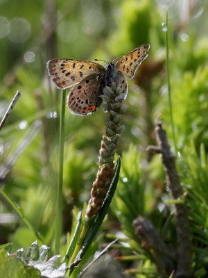 Violett guldvinge  Violet Copper  Lycaena helle