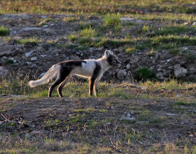 Fjllrv  Arctic Fox  Alopex lagopus