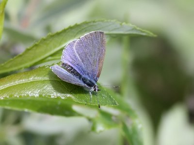 Tosteblvinge  Holly blue  Celastrina argiolus