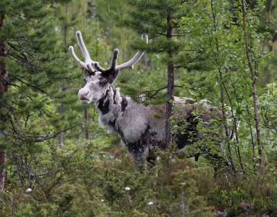 Ren  Reindeer   Rangifer tarandus