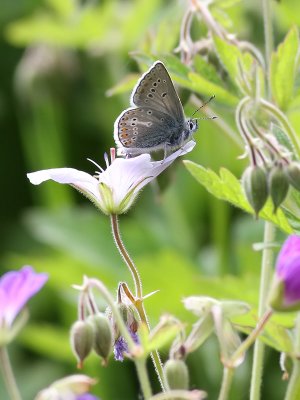 Brun blvinge  Geranium Argus  Aricia eumedon