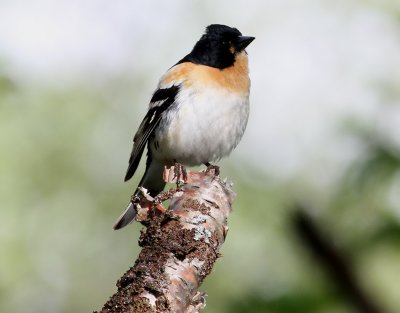 Bergfink  Brambling  Fringilla montifringilla