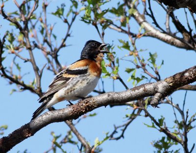 Bergfink  Brambling  Fringilla montifringilla