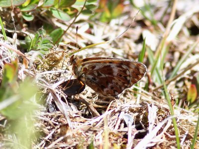 Frejas prlemorfjril  Freija Fritillary  Boloria freija