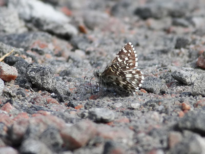 Myrvisslare  Northern Grizzled Skipper  Pyrgus centaureae)