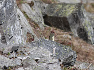 Hermelin <br> Stoat <br> Mustela erminea 