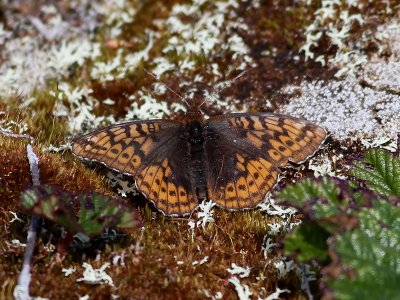 Friggas prlemorfjril <br> Frigga Fritillary <br> Boloria frigga