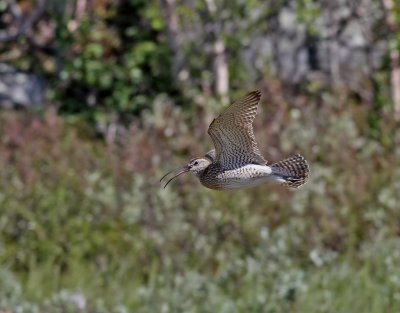 Smspov  Whimbrel  Numenius phaeopus