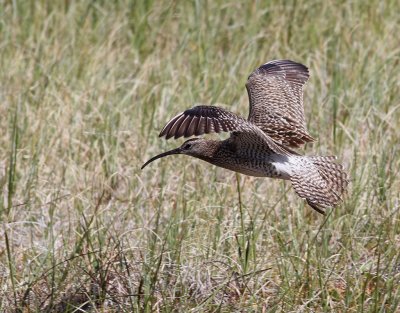 Smspov  Whimbrel  Numenius phaeopus