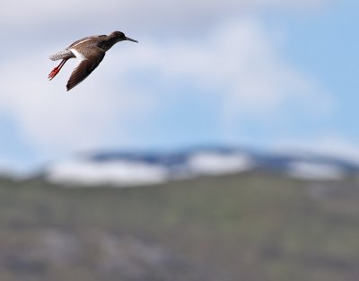 Rdbena  Common Redshank  Tringa totanus